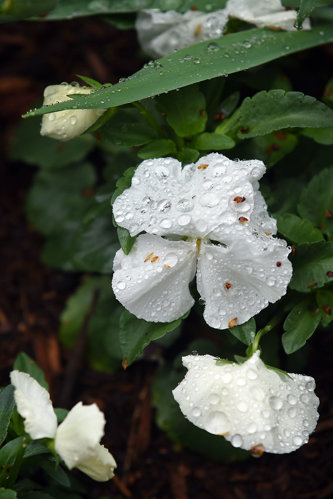 First Day of Spring